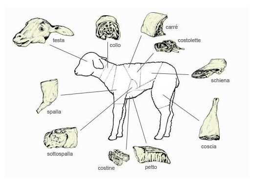 Sheep Meat Cuts